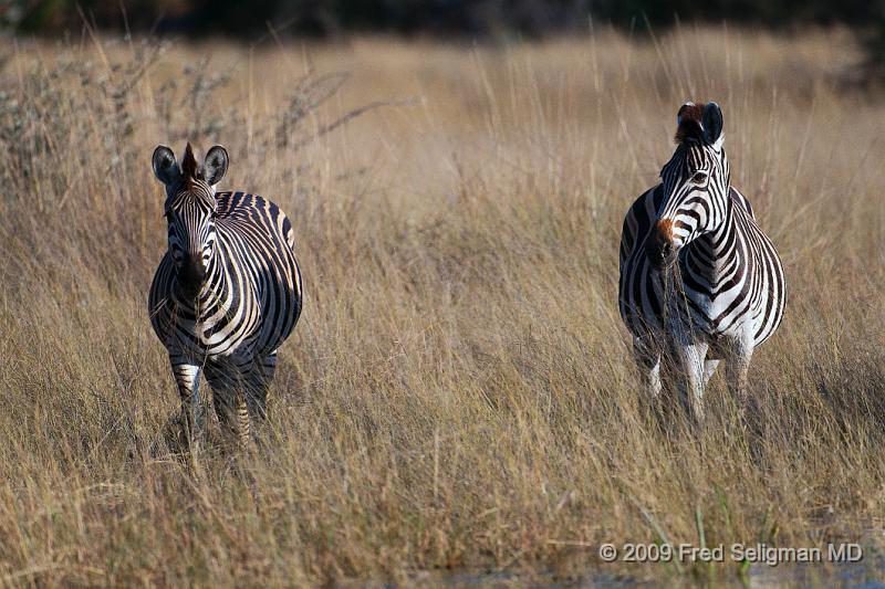 20090614_093843 D300 (1) X1.jpg - Zebras, Okavanga Delta, Botswana